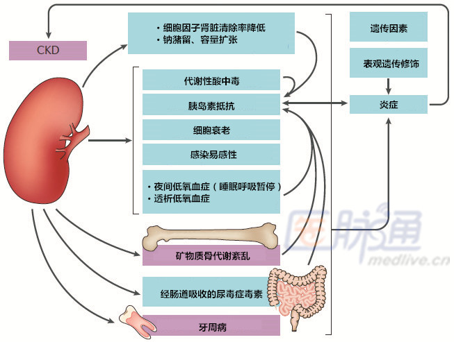 在供卵试管婴儿中，男性伴侣在取精前要禁欲多长时间？