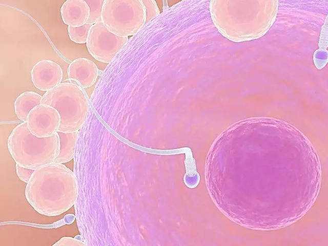 九鑫医院胚胎移植注意事项_IVF_IVF治疗-