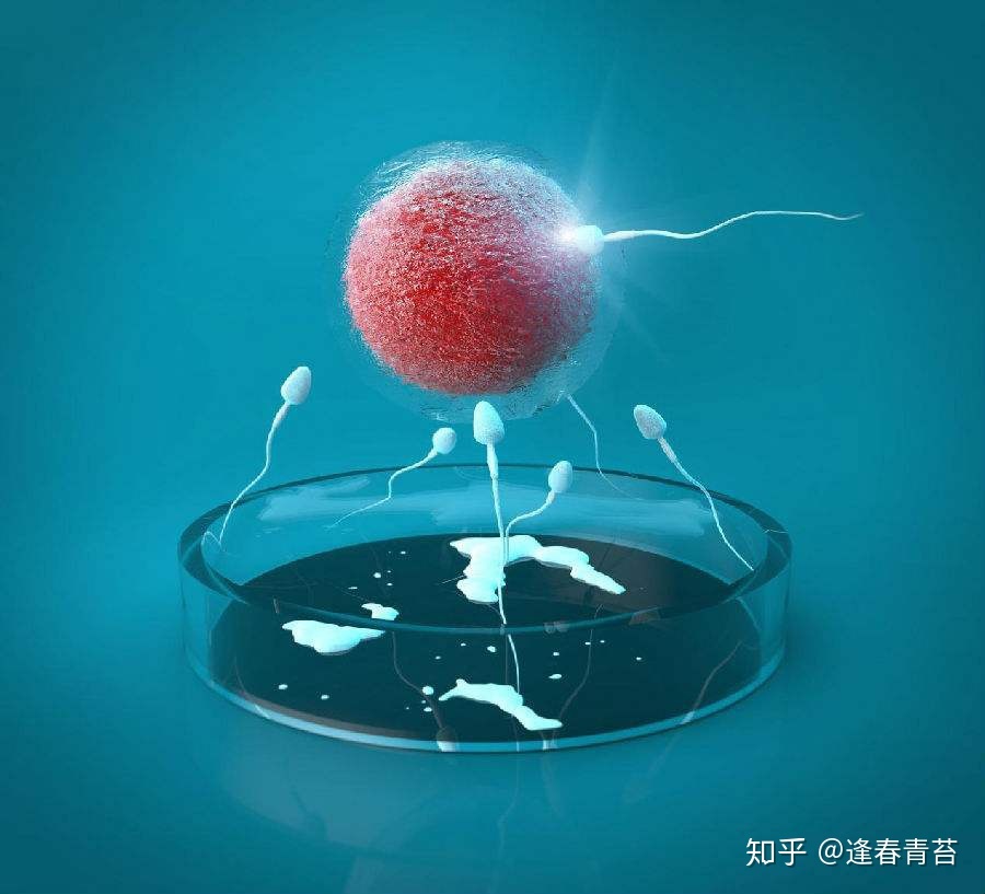 赠卵试管三期的步骤和时间!以及赠卵第三代试管助孕I、II和III的优缺点