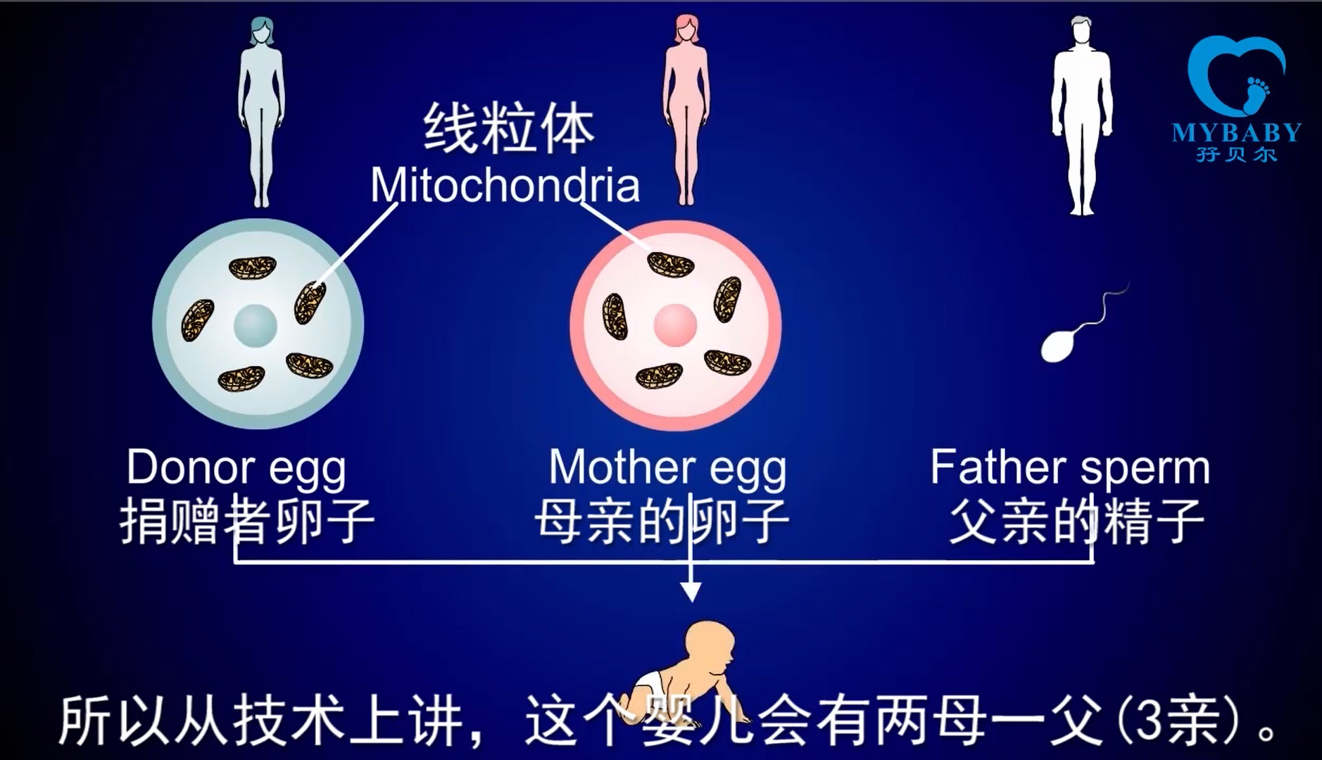 二代供卵试管婴儿的费用上海真实经历