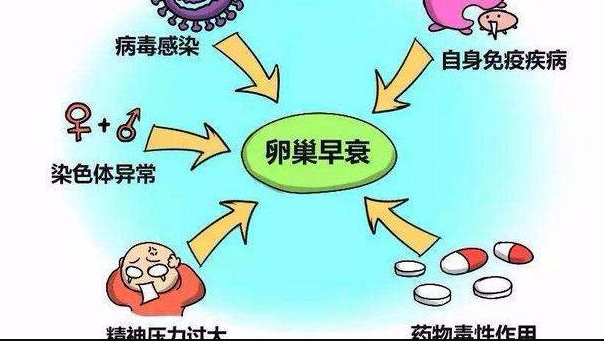 借卵试管婴儿养囊胚需要几天