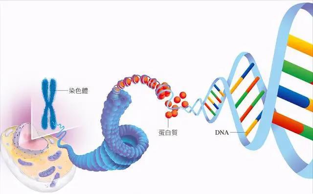做试管打多少针才完成