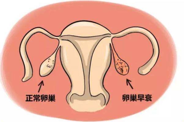 怎么提高试管移植成功率+如何在移植后提高试管成功率