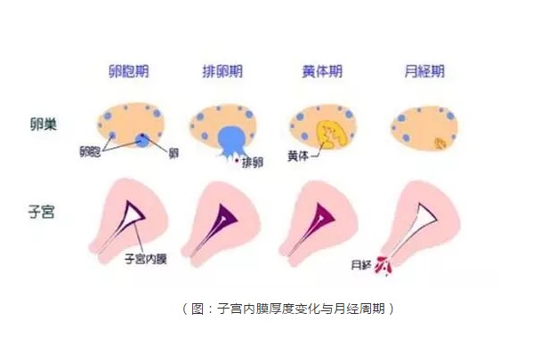 卵巢早衰供卵群的联系方式+20多岁有可能卵巢早衰吗